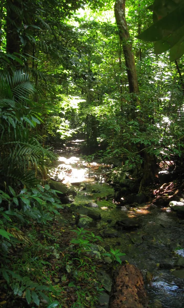 Daintree Rainforest game background